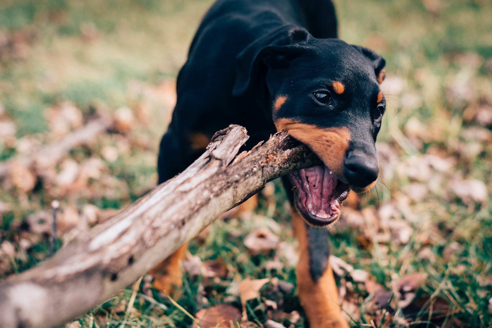 dog chewing a stick