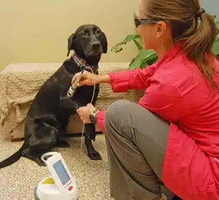 A Pet's Place Animal Hospital