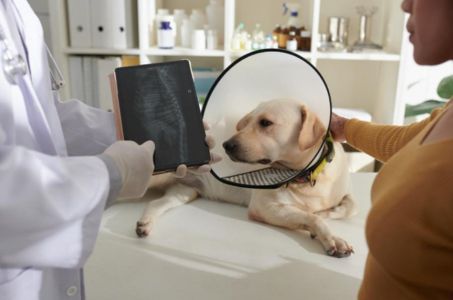 Pet Diagnostics Service Section
