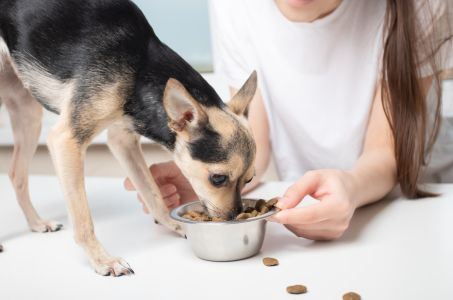 Pet Nutrition and Diet
