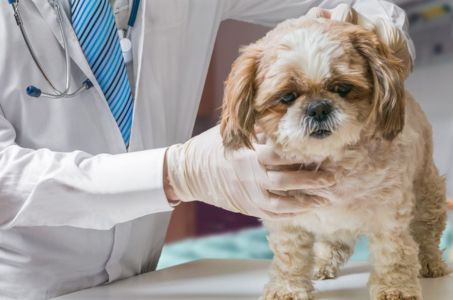Pet Wellness Exams