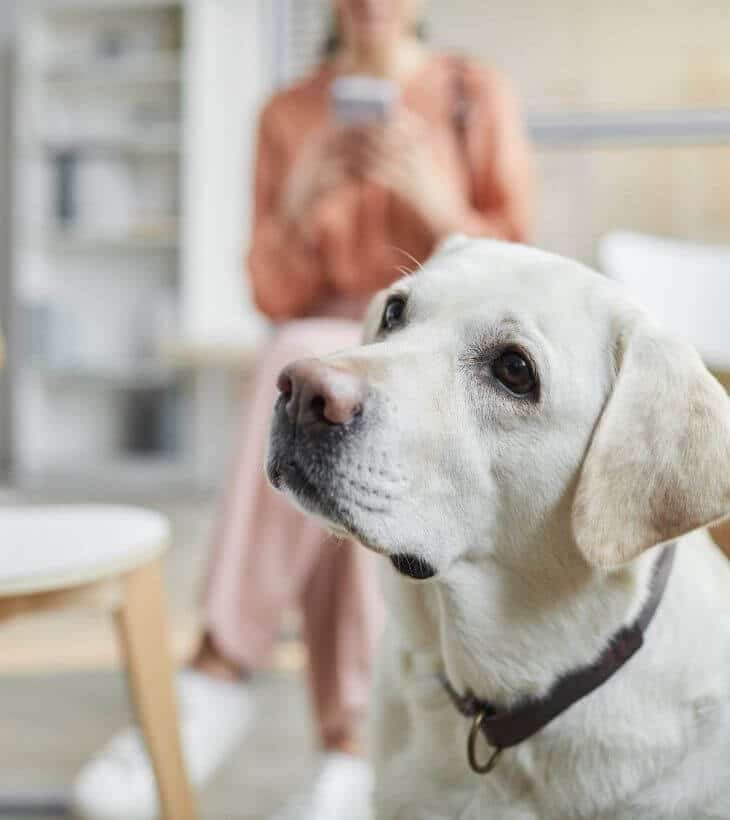 A white dog in a clinic settings