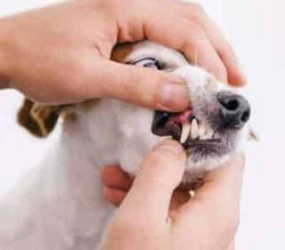 Pet dental check
